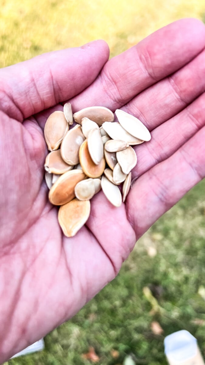  IMG_2139_jpg How to Grow Pumpkins from Seeds  