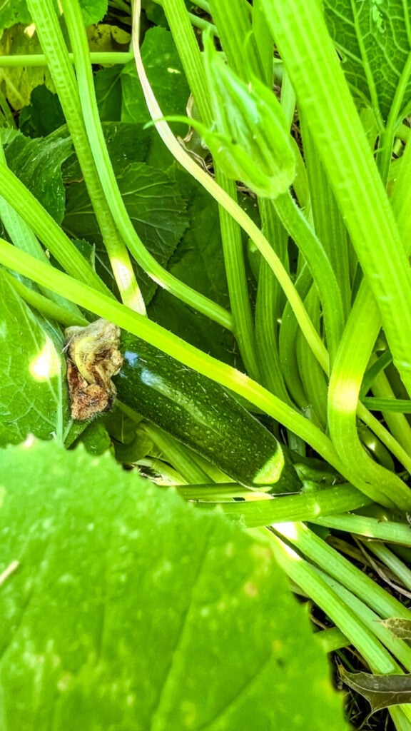  IMG_7831_jpg-576x1024 How to Grow Zucchini  