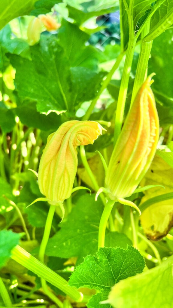  IMG_7836_jpg-576x1024 How to Grow Zucchini  