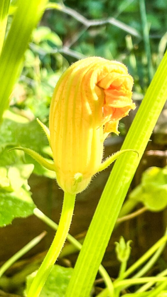  IMG_7839_jpg-576x1024 How to Grow Zucchini  