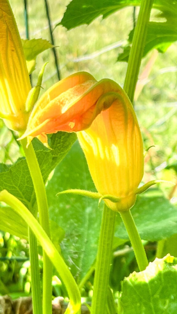  IMG_7843_jpg-576x1024 How to Grow Zucchini  