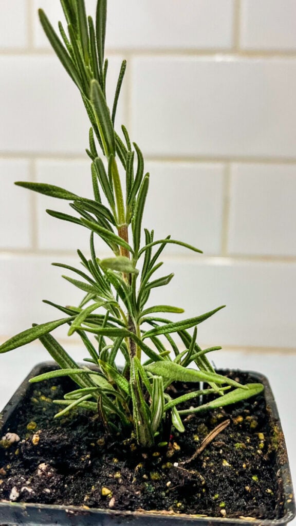 IMG_4971-576x1024 Rosemary: How to Use Rosemary in Cooking