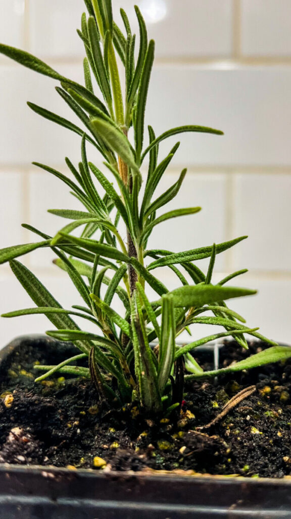 IMG_4975-576x1024 Rosemary: How to Use Rosemary in Cooking
