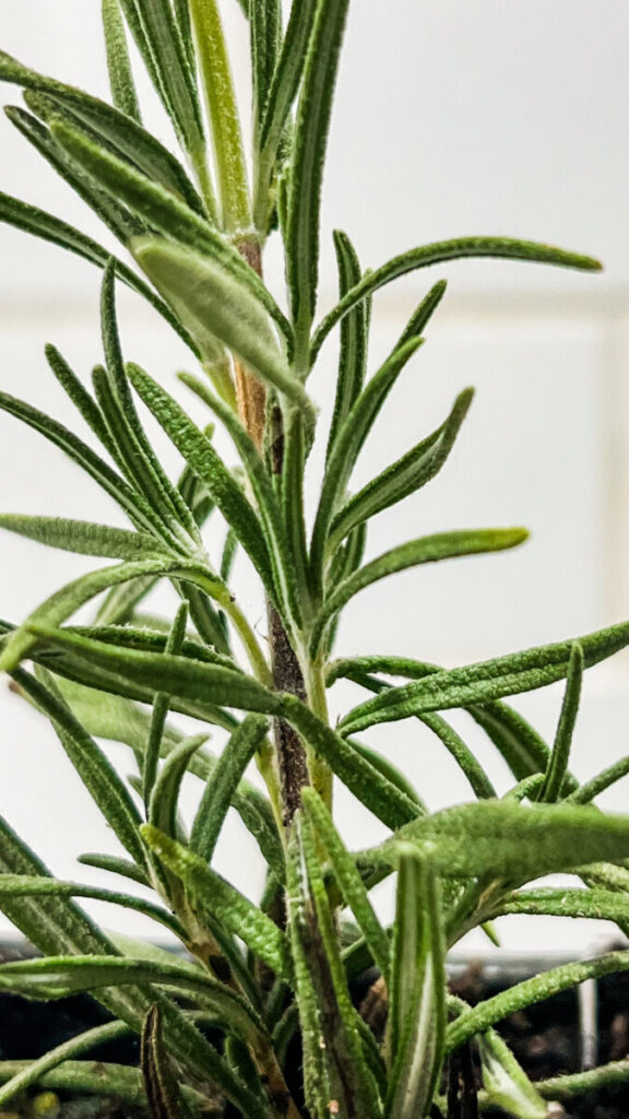 IMG_4976-576x1024 Rosemary: How to Use Rosemary in Cooking