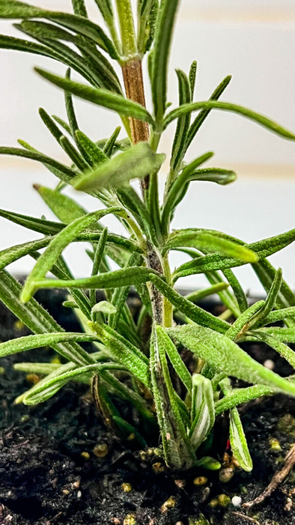 IMG_4977-576x1024 Rosemary: How to Use Rosemary in Cooking