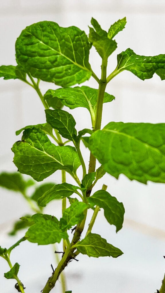  IMG_4987-576x1024 How to Use Fresh Mint in Cooking: A Beginner's Guide  