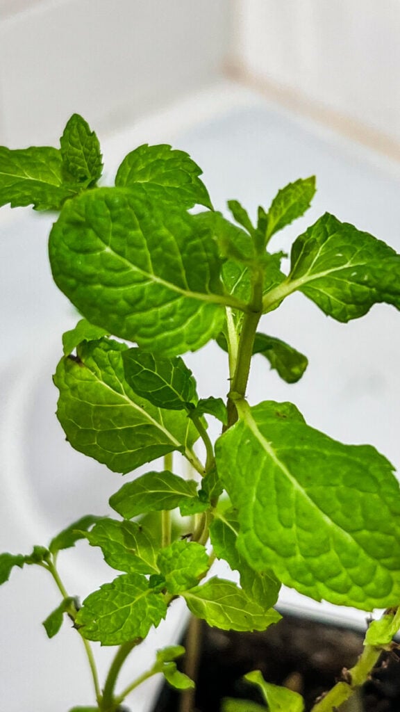  IMG_4988-576x1024 How to Use Fresh Mint in Cooking: A Beginner's Guide  