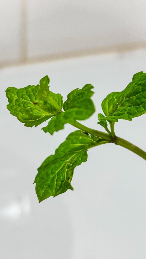  IMG_4989-576x1024 How to Use Fresh Mint in Cooking: A Beginner's Guide  