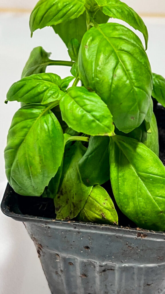  IMG_4992-1-576x1024 Basil: How to Use Basil in Cooking  