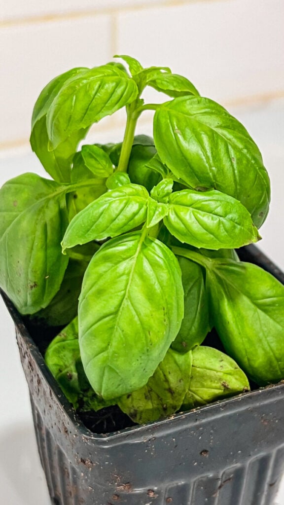  IMG_4993-576x1024 Basil: How to Use Basil in Cooking  