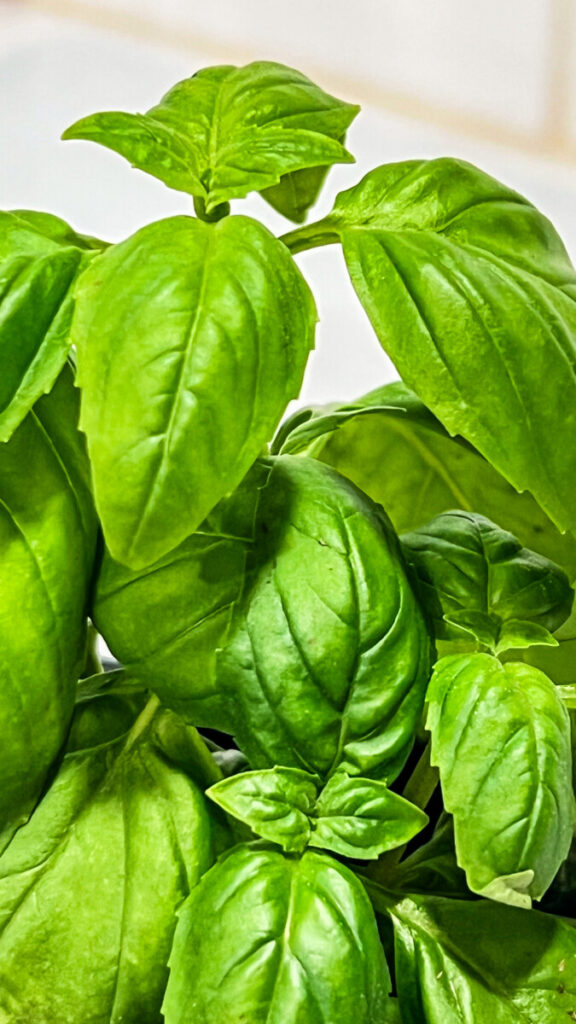  IMG_4995-576x1024 Basil: How to Use Basil in Cooking  