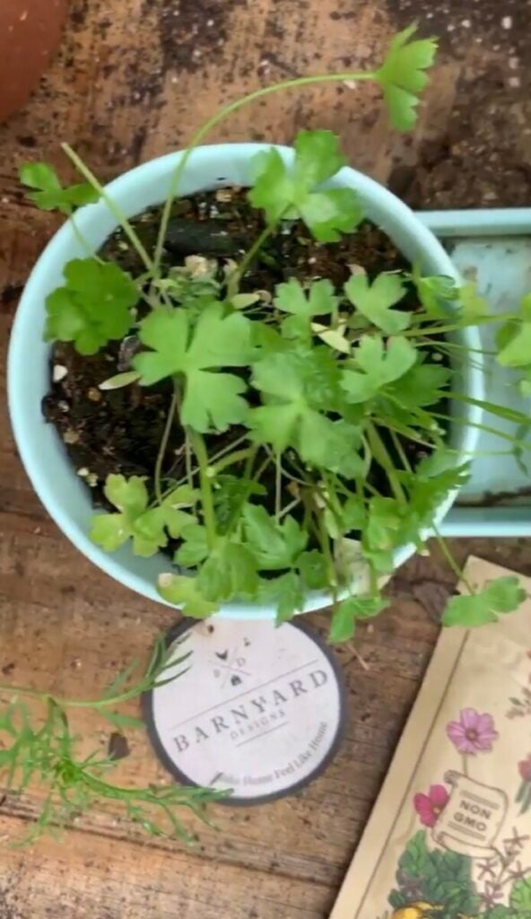 IMG_5118-592x1024 How to Use Parsley in Cooking: A Beginner's Guide