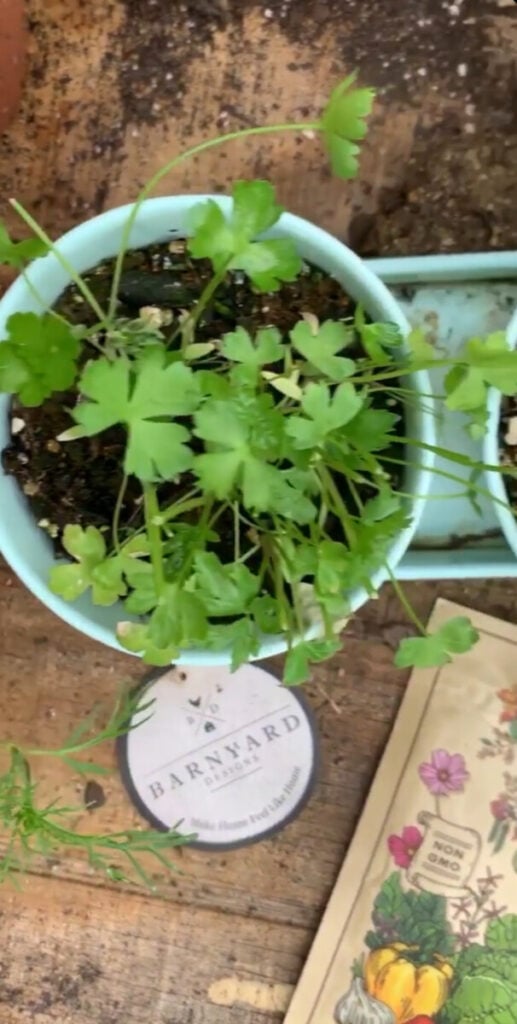 IMG_5127-517x1024 How to Use Parsley in Cooking: A Beginner's Guide